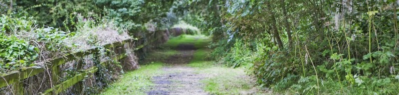 a rustic path through woodland with a fence to the right